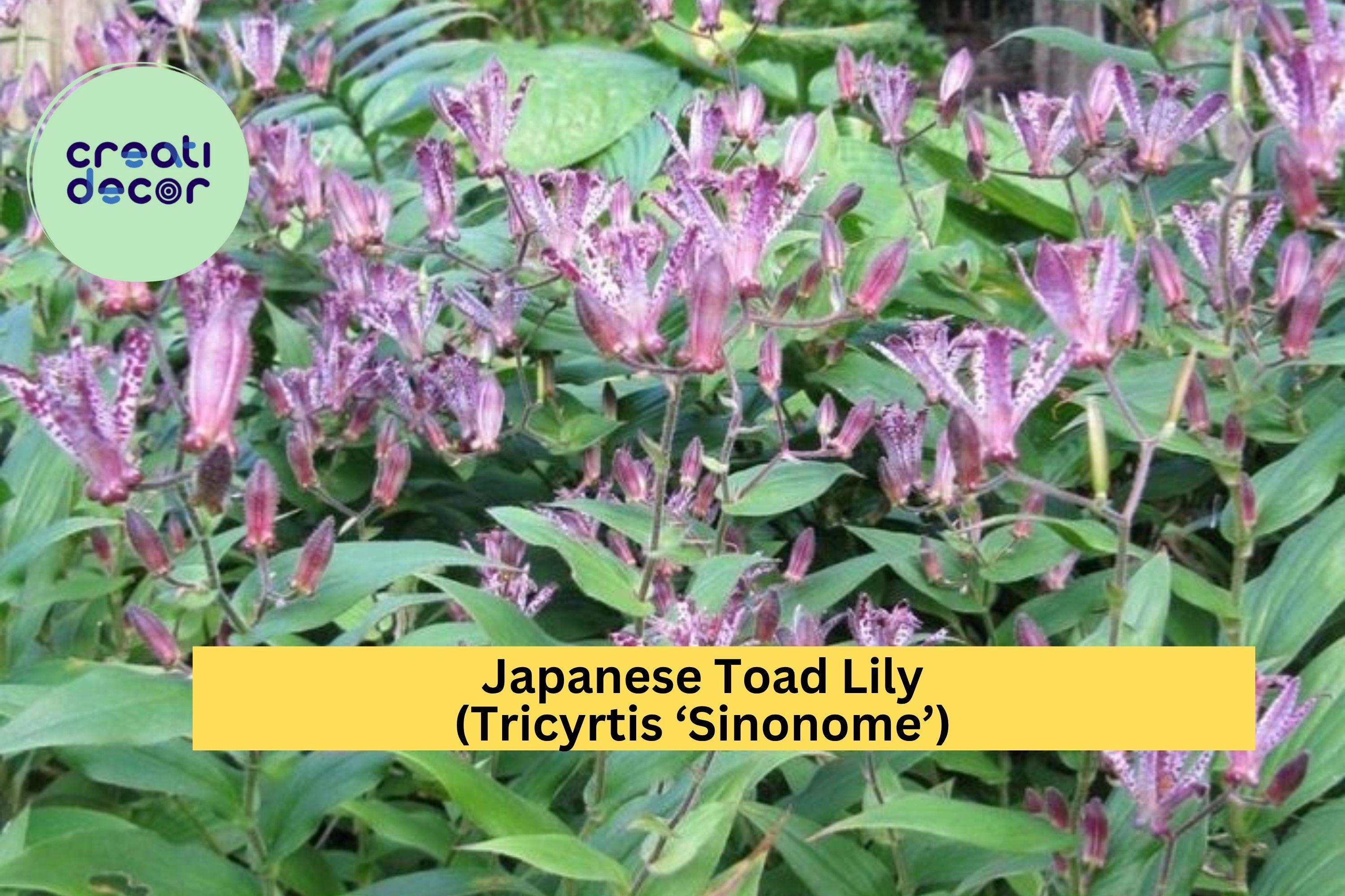 Tricyrtis ‘Sinonome’ Japanese Toad Lily – Live Starter Plant, Shade Perennial with Orchid-Like Blooms, Hardy Flowering Plant Zones 4–9