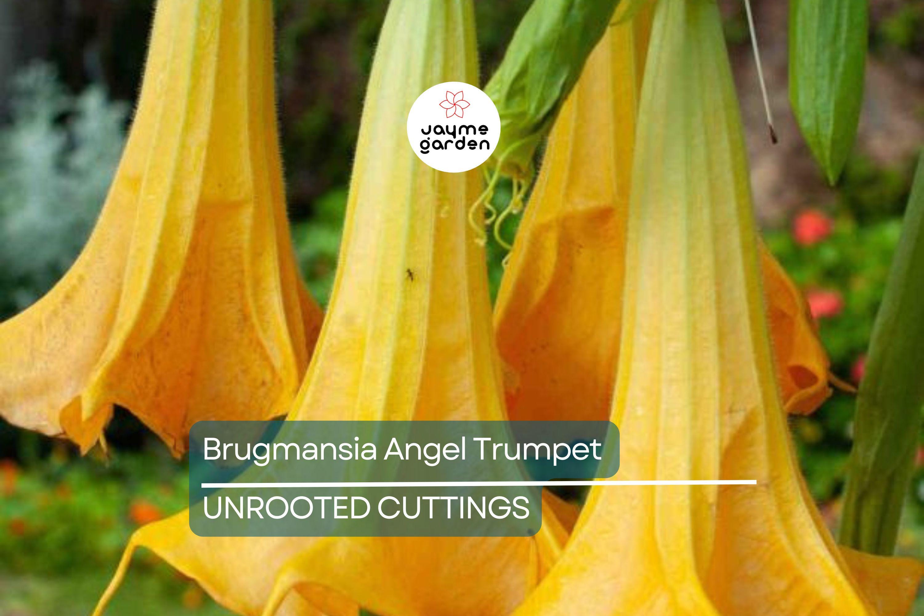 Brugmansia Angel Trumpet Cutting | 4” Unrooted | Tropical Fast-Growing Plant | Exotic Yellow Flowers | Easy to Grow |