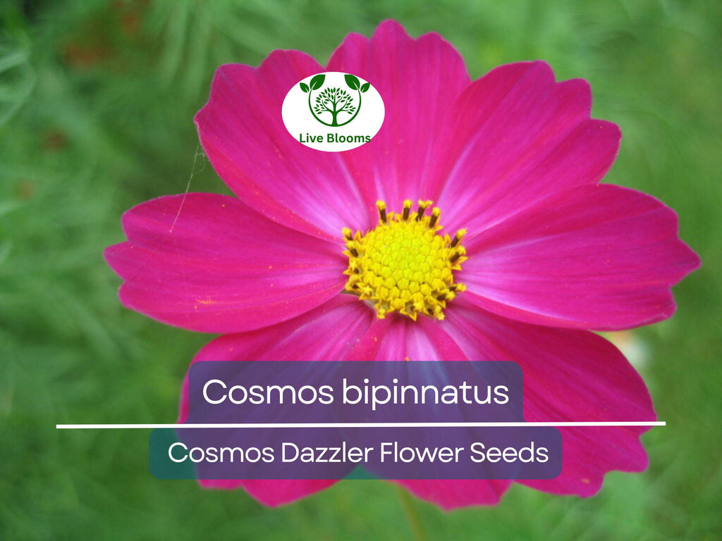 1 Gram Seeds Cosmos Dazzler for Planting | Cosmos bipinnatus Vibrant Pink Blooms for Gardens, Pollinator Habitats & Decorative Landscaping
