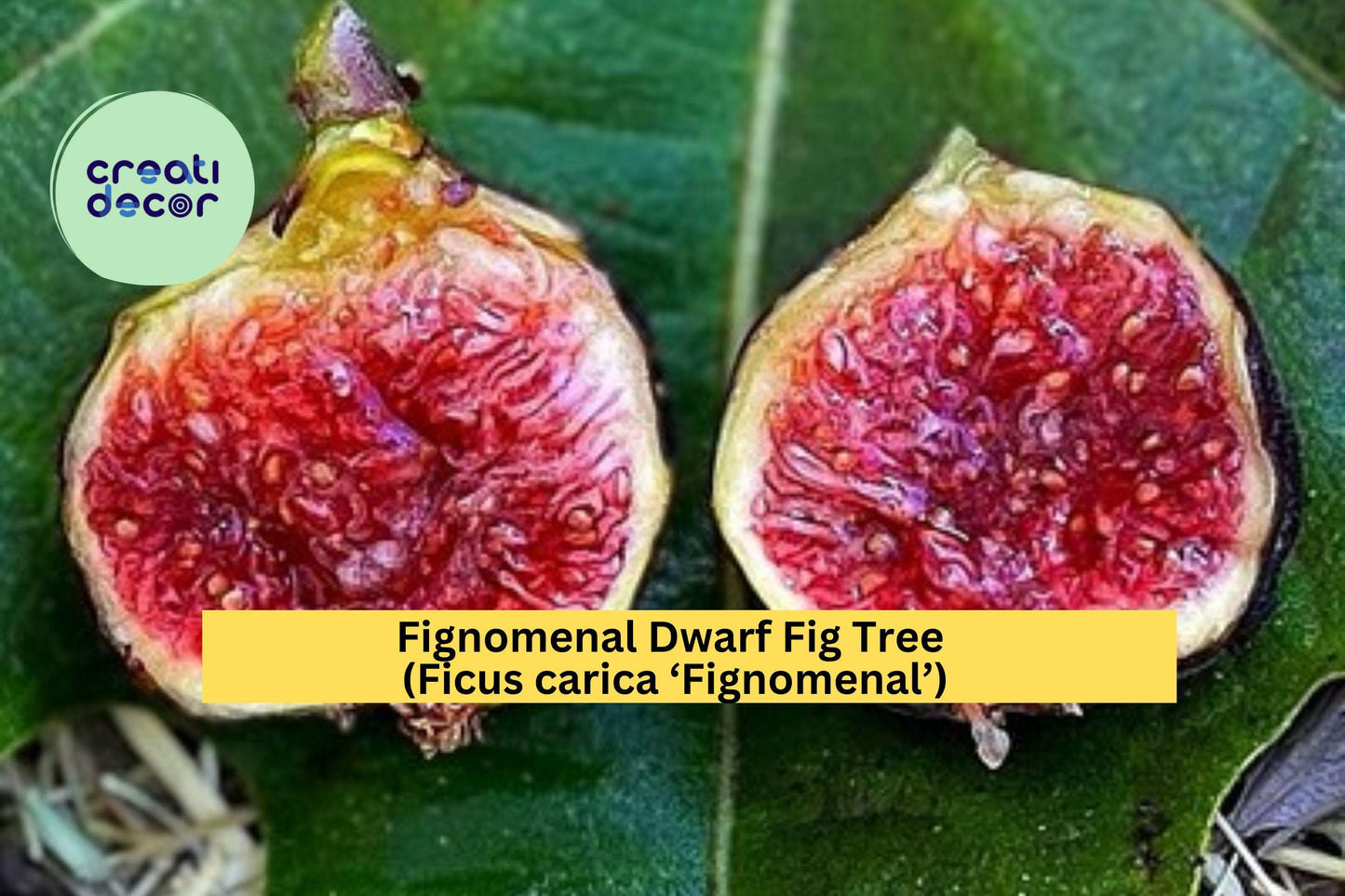 Fignomenal Dwarf Fig Tree – Ficus carica ‘Fignomenal’ – Live Starter Plug or Bare Root Fruit Tree for Patio or Garden