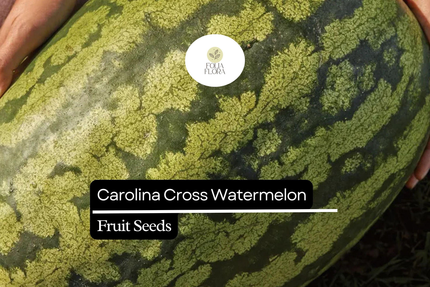 5 Seeds Carolina Cross Watermelon (Citrullus lanatus) – Giant Sweet Watermelon Variety