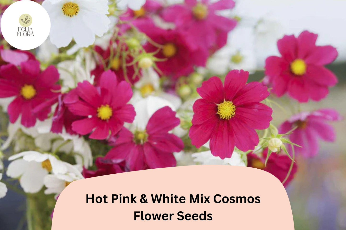 200+ Hot Pink & White Mix Cosmos Seeds | Cosmos Bipinnatus Garden Flower Mix | Bright Summer Bloom Seeds
