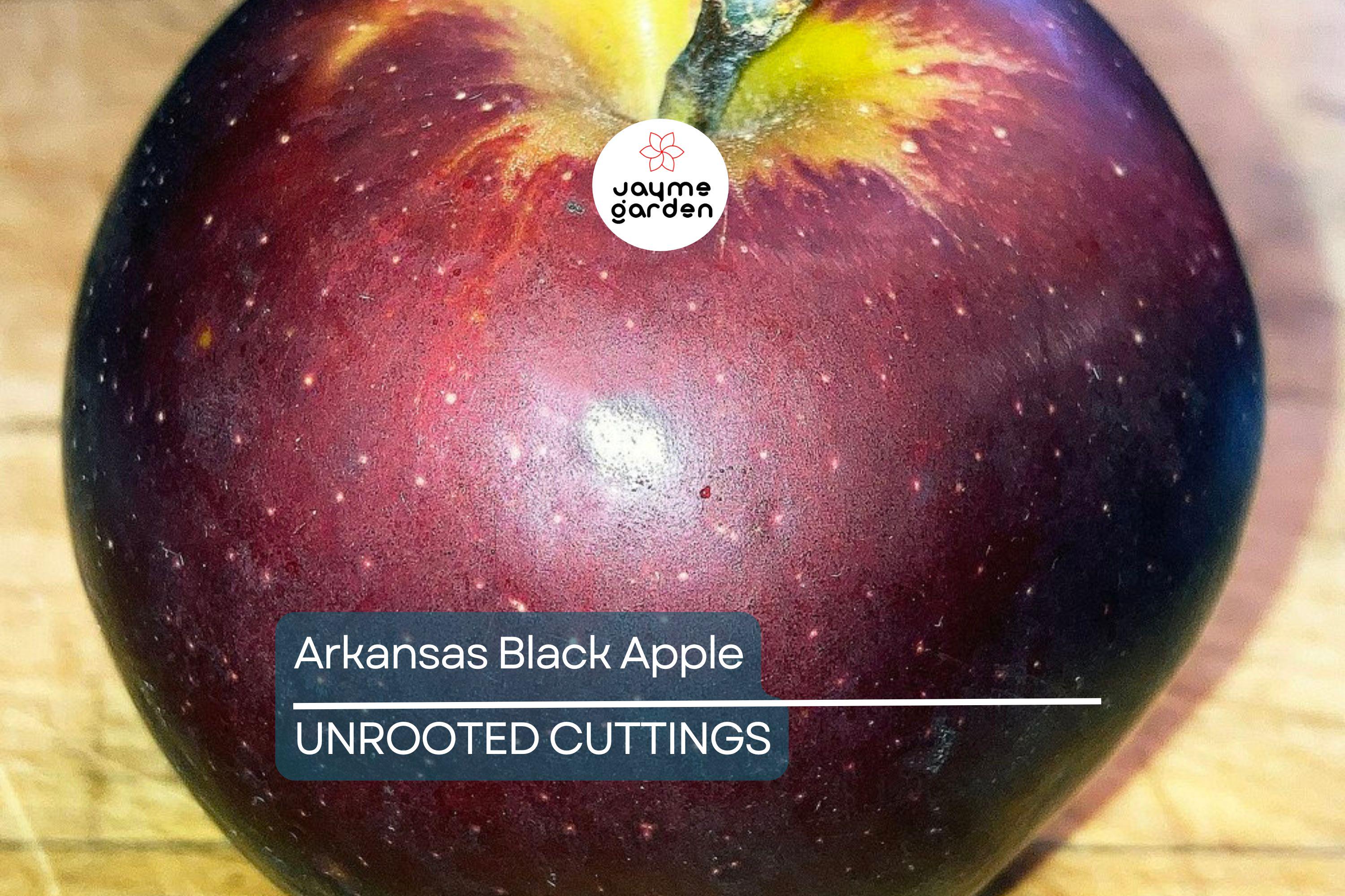 Live Arkansas Black Apple Tree – 2-3ft Tall, Cold Hardy, Rare Dark Fruit – Plant Now!