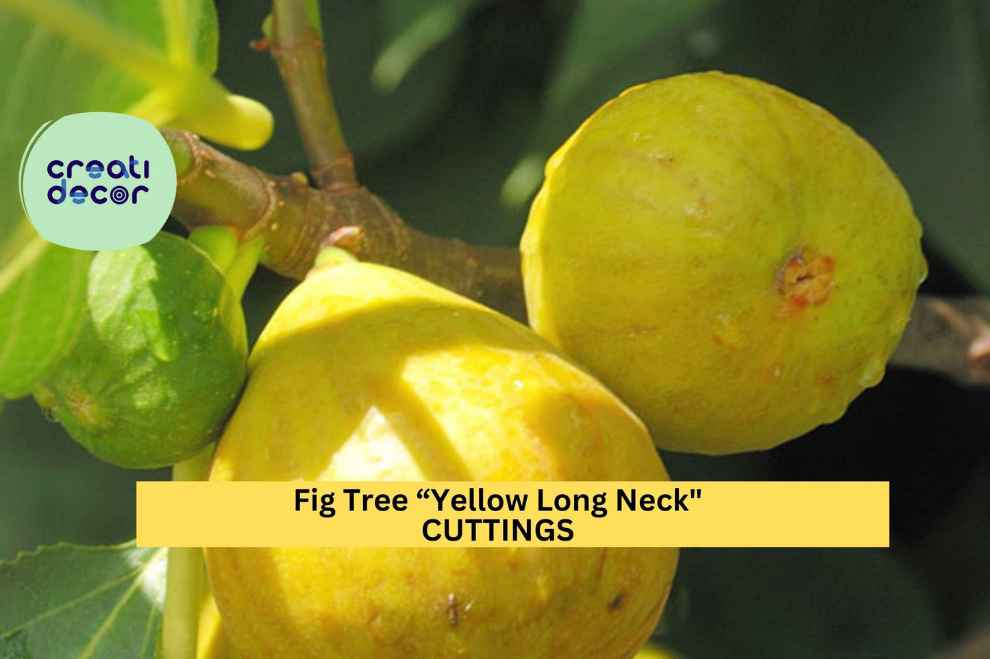 1 Starter Plant Yellow Long Neck Fig Tree | Live Plant | Sweet Rare Ficus Carica Variety | Great for Containers or Gardens | Lower Price!