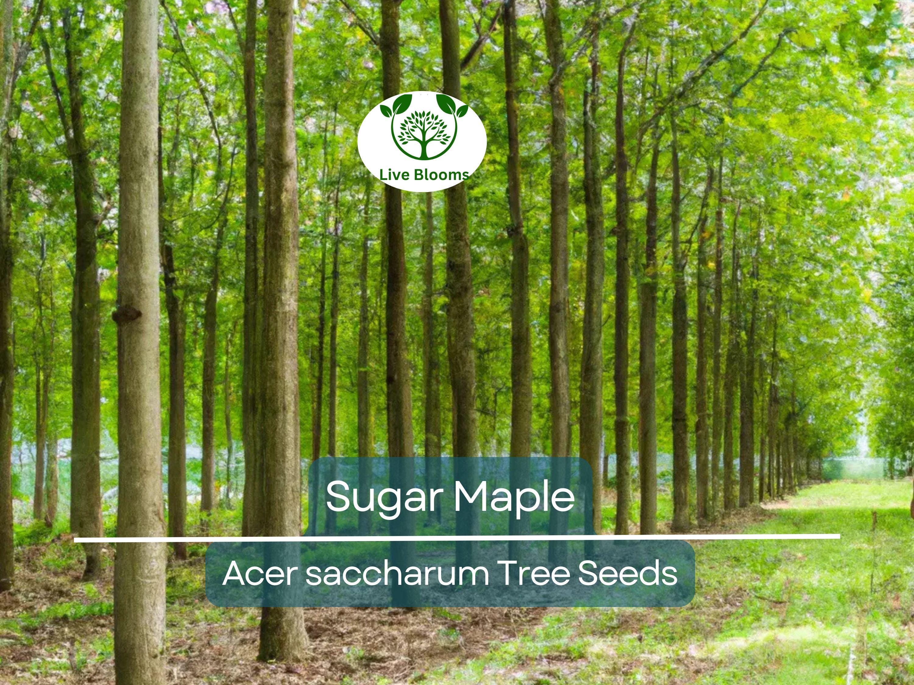 10 Sugar Maple Tree Seeds (Acer saccharum), Fall Color, Edible Maple Syrup Source, Hardy, Shade Tree, Perfect for Landscaping & Gardening