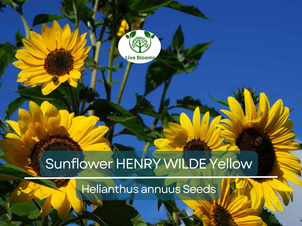 100 Seeds Sunflower HENRY WILDE Yellow (Helianthus annuus), Multiple Blooms, Attracts Birds, Bees & Butterflies, Perfect for Garden, Non-GMO