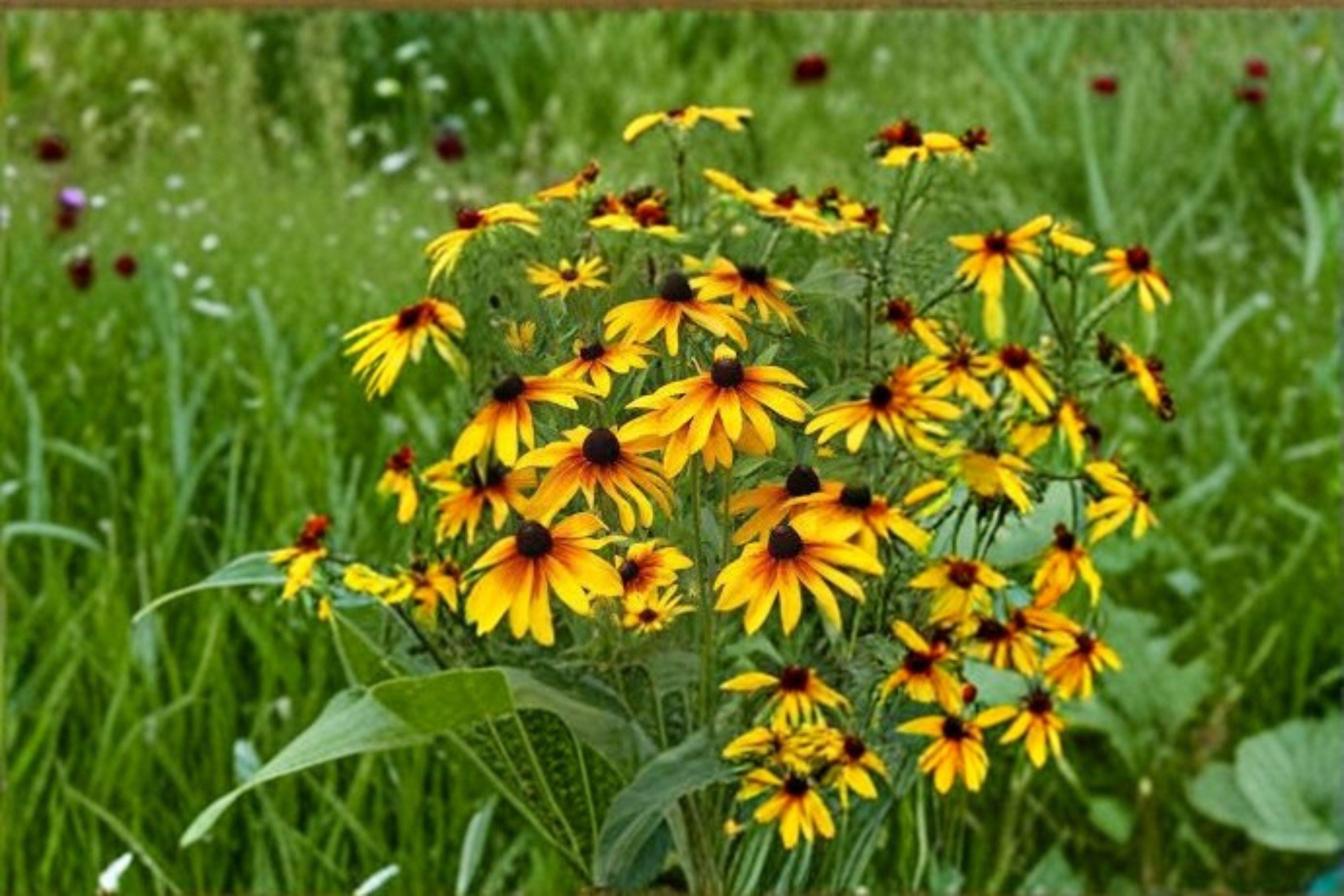 Gloriosa Daisy – Rudbeckia hirta 300 Seeds | Bold Annual Blooms | Long-Lasting Color | Pollinator-Friendly Flower