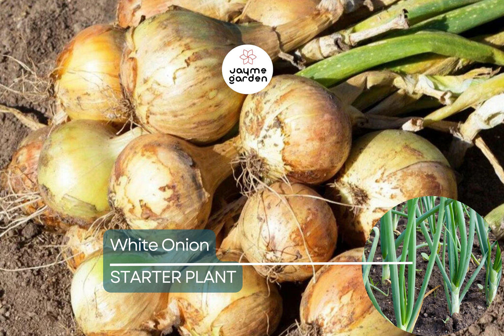 White Onion Sets – Naturally Grown, Non-GMO | 8 oz. (40-60 Bulbs) | Easy to Grow & Store | Shipping Now