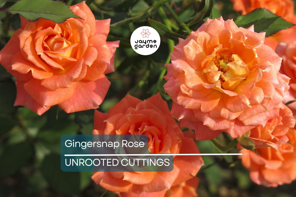Gingersnap Rose 1.5 Gal Potted - Bright Orange Reblooming Floribunda with Light Fragrance