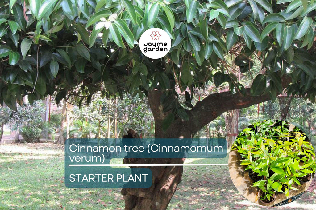 1 Cinnamon Tree - Live Cinnamomum verum Plant 12”-24” Tall | Aromatic & Culinary | Grow Your Own Spice | Tropical Starter Plant