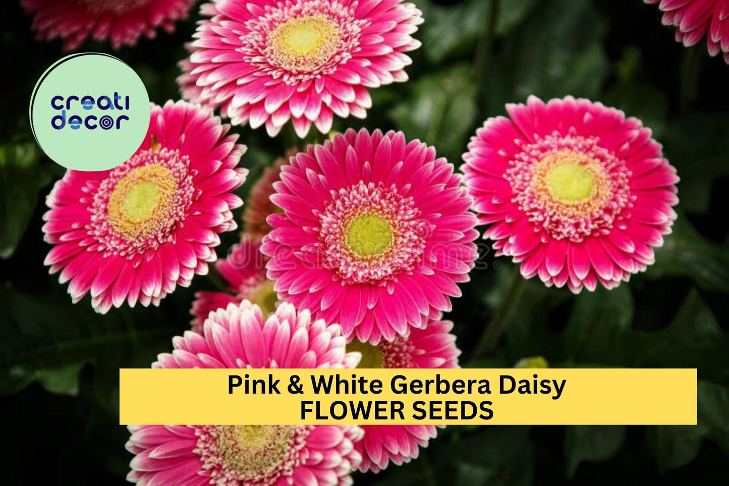 200+ Pink & White Gerbera Daisy Seeds – Vibrant Blooms for Garden Planting, Great for Borders, Pots and Cut Flower Gardens – USA