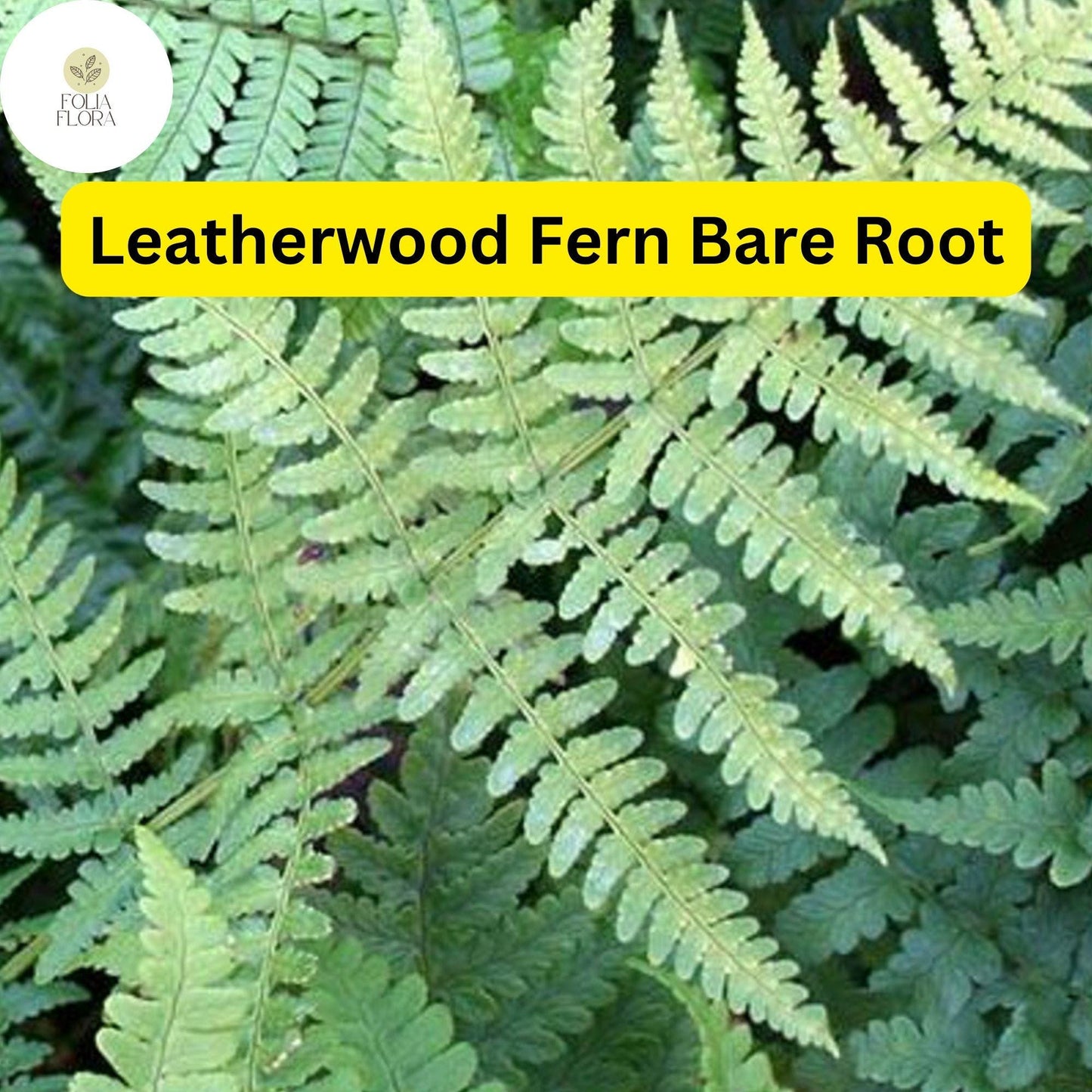 3 Leatherwood Ferns (Dryopteris marginalis), Premium Native Woodland Bare Root Plants