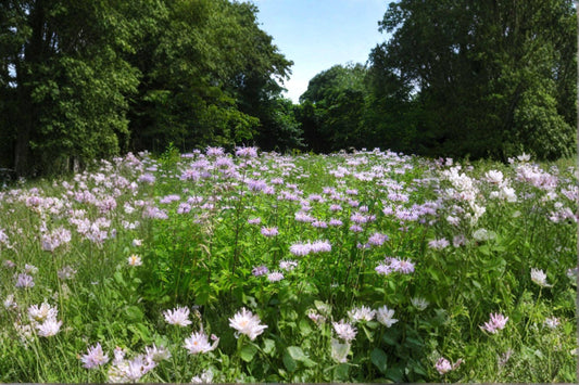 Wild Bergamot – Monarda fistulosa 100 Seeds | Native Perennial | Pollinator Favorite | Fragrant Herb
