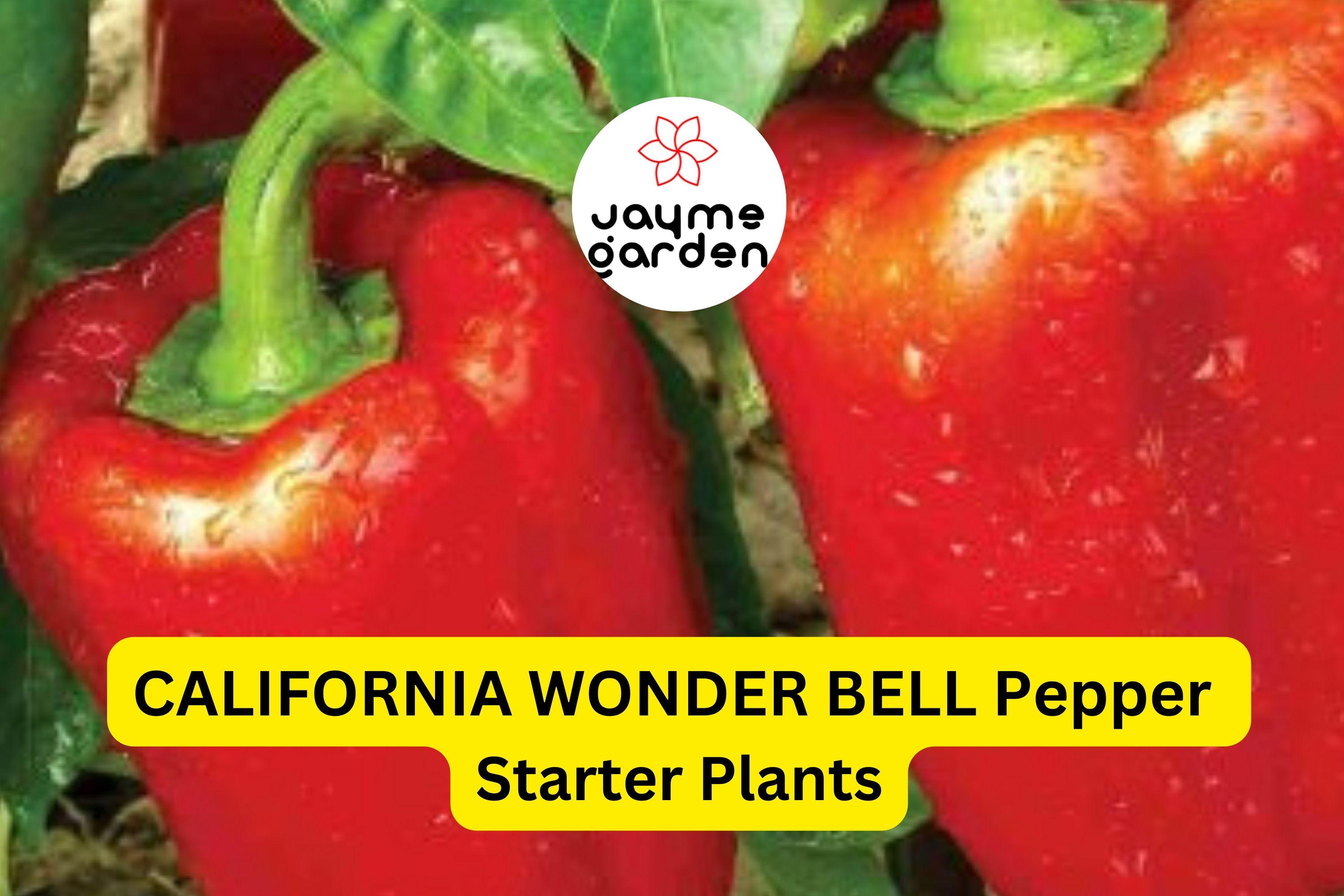 3 California Wonder Bell Pepper Starter Plants - Sweet & Crisp - High Yield for Gardens, Container, Cooking