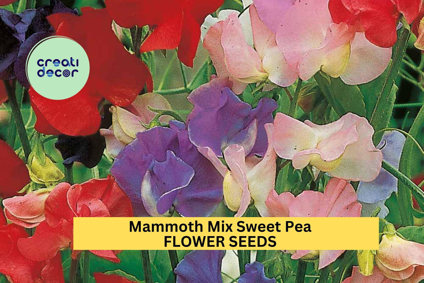 50+ Mammoth Mix Sweet Pea Seeds – Giant Fragrant Blooms for Garden Planting, Climbing Vines for Trellises & Bouquets – USA