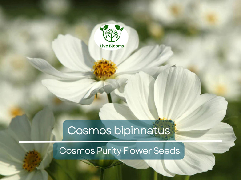 1 Gram Seeds Cosmos Purity for Planting | Cosmos bipinnatus Elegant White Annual Flower for Gardens, Pollinator Habitats & Landscaping