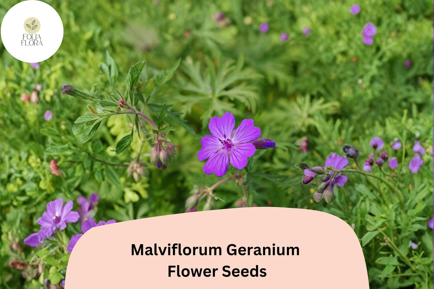 25+ Malviflorum Geranium Seeds for Garden Planting – Purple Flowers, Hardy Perennial