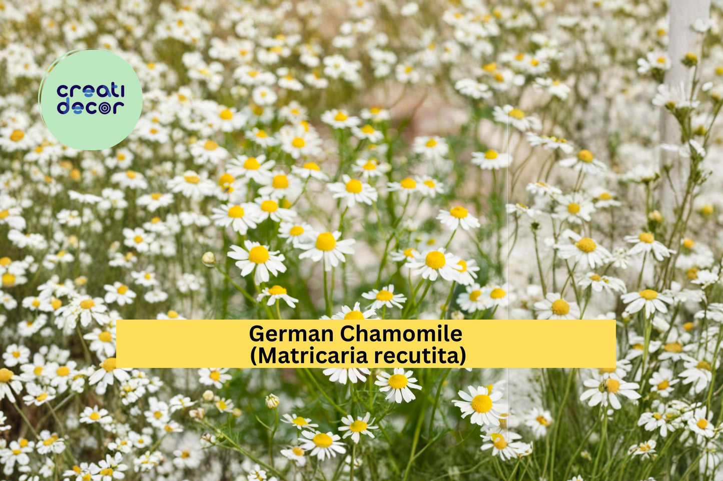 German Chamomile Seeds Matricaria recutita 100 Count Daisy Flower Herb Garden Plant Seeds