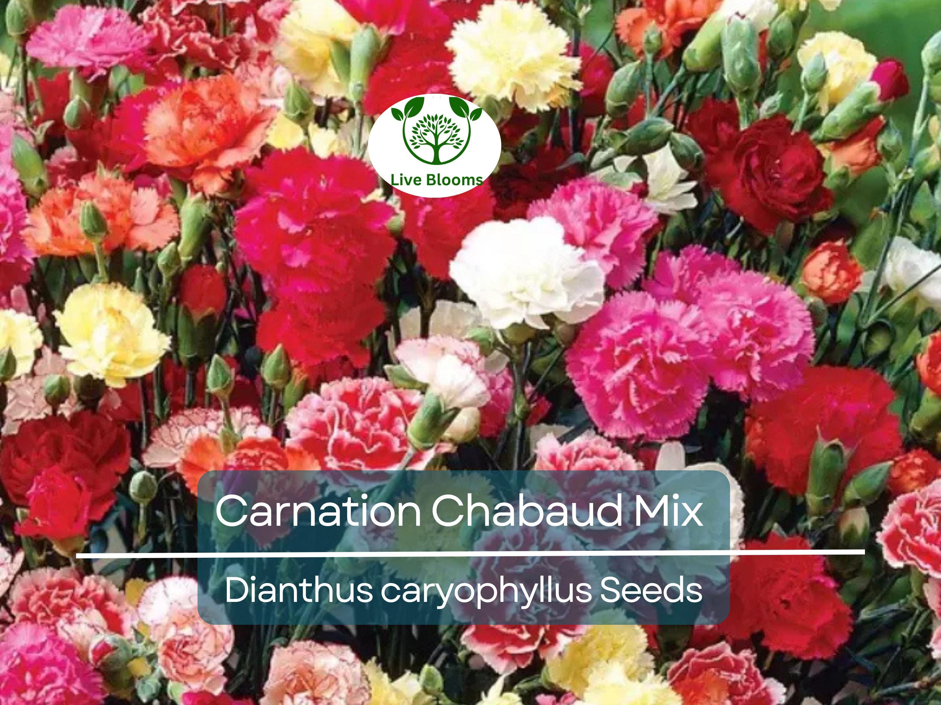 200 Carnation Chabaud Mix Seeds, Fragrant Cut Flowers, Non-GMO, Pollinator-Friendly, Florist-Grade, Vibrant Colors for Garden & Bouquets