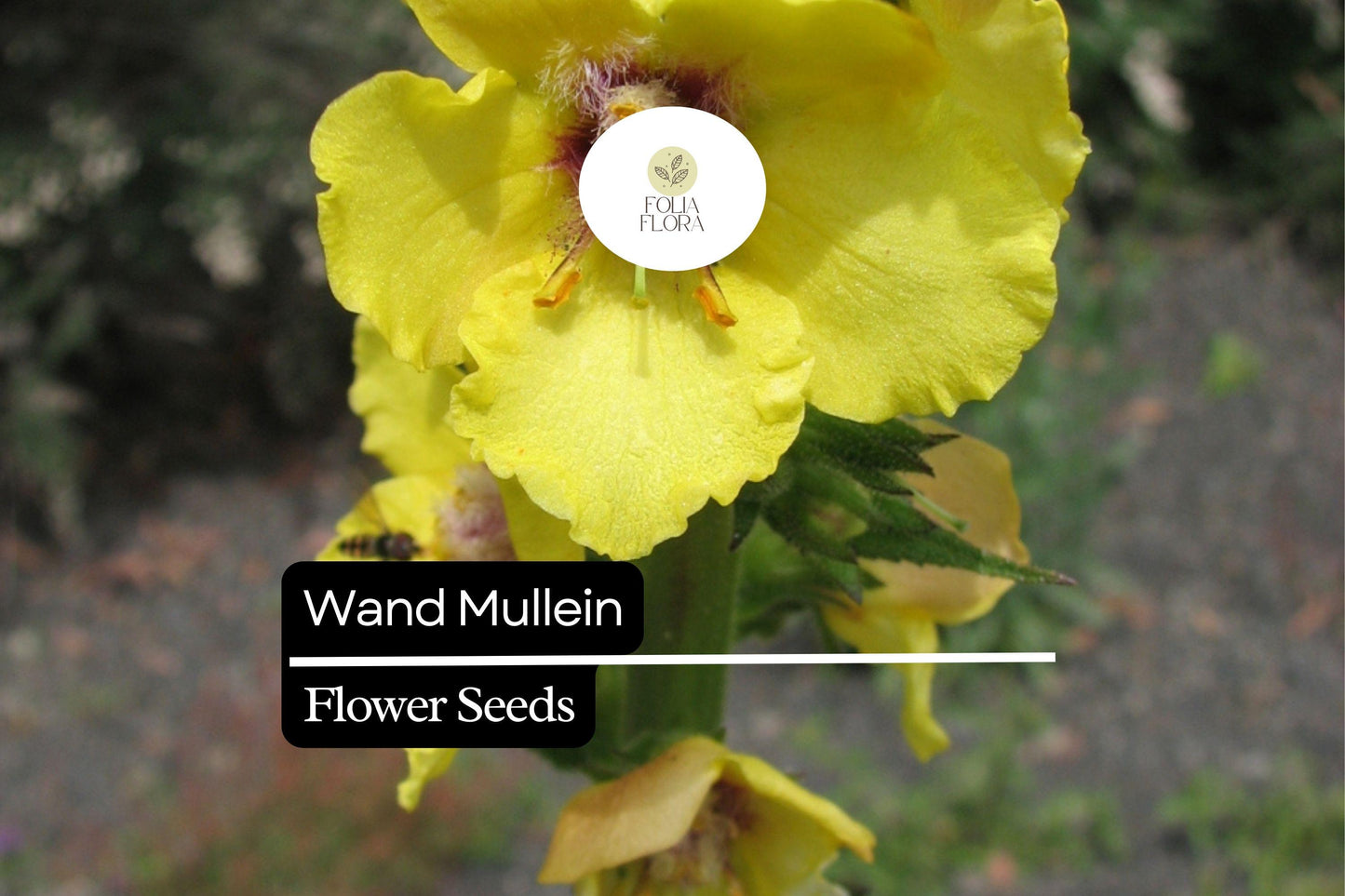 Wand Mullein Seeds (Verbascum virgatum) | 25 Seeds | Tall Biennial with Yellow Flower Spikes | Pollinator-Friendly