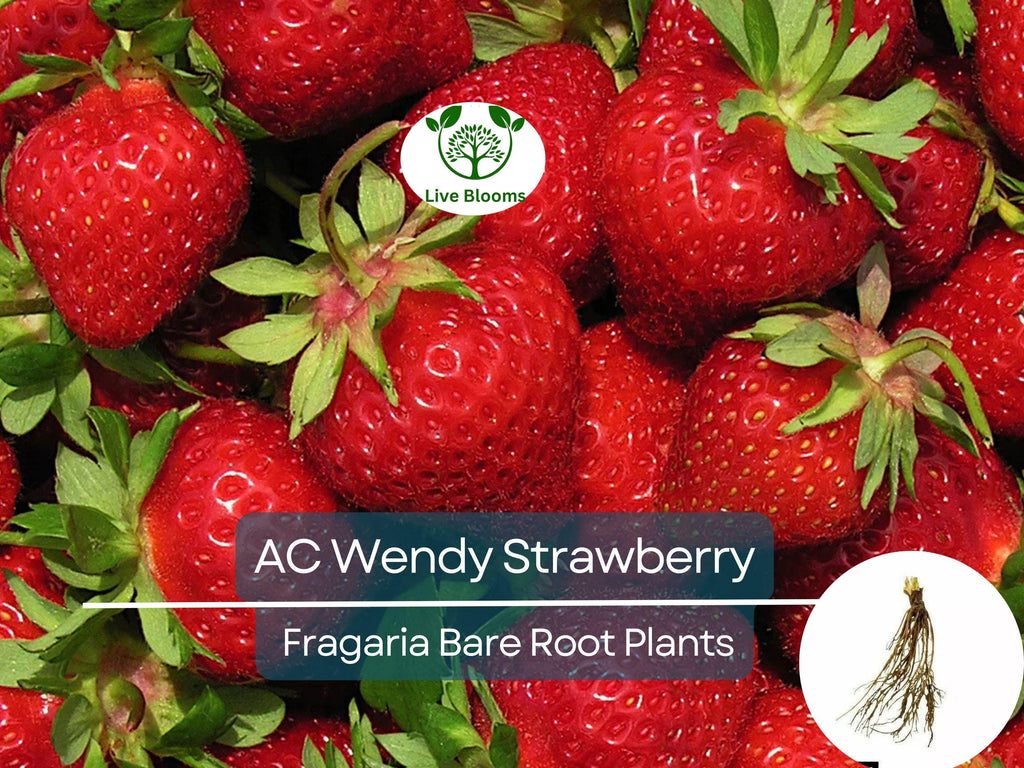 10 Bare Roots AC Wendy Strawberry Plants - June-bearing, Sweet Early Harvest, Fragaria × ananassa, Non-GMO, Heirloom Variety