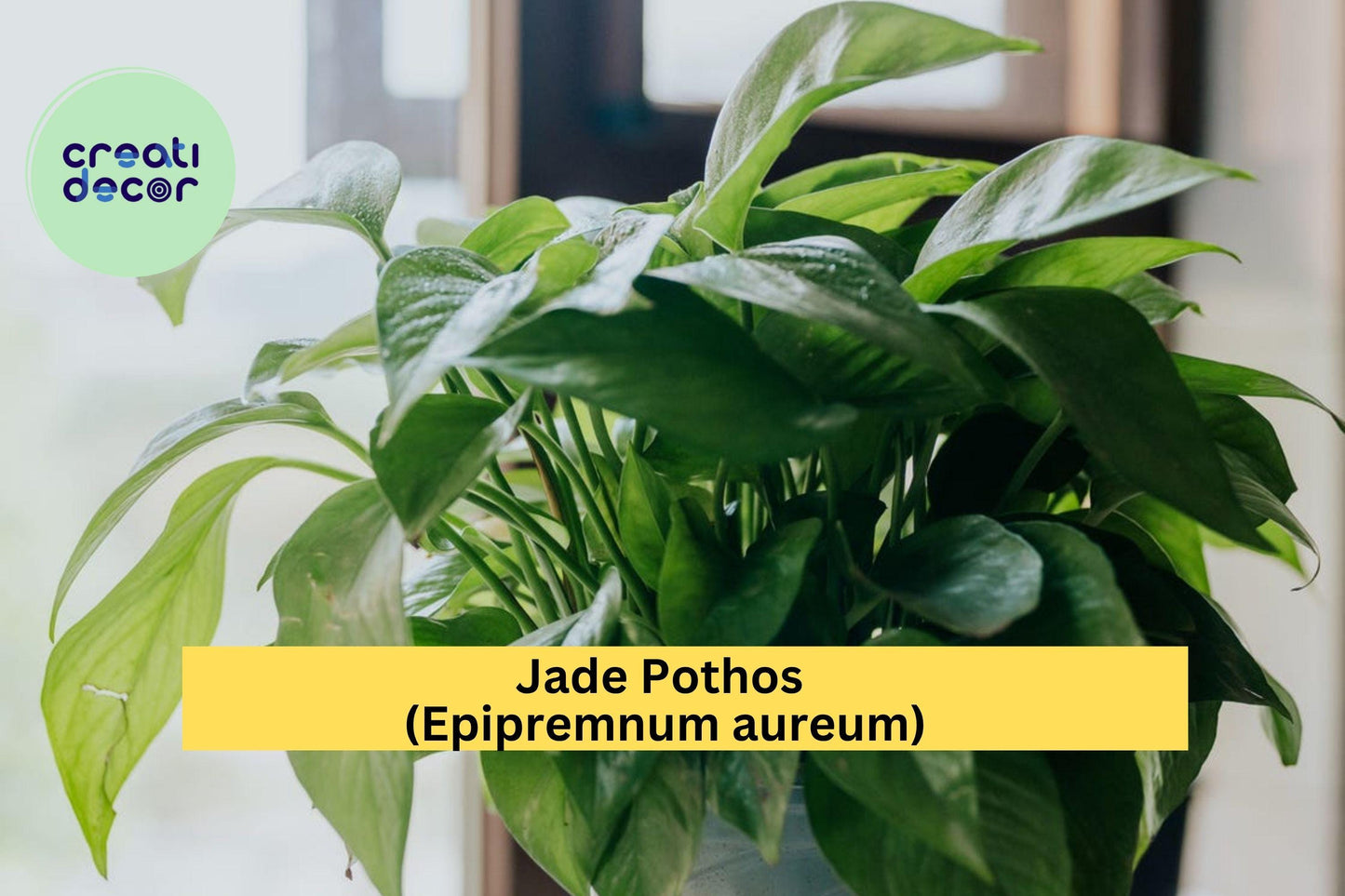 Jade Pothos – Epipremnum aureum – 10 Leaf Cuttings with Nodes & Air Roots, Easy Indoor Vining Plant for Home or Office