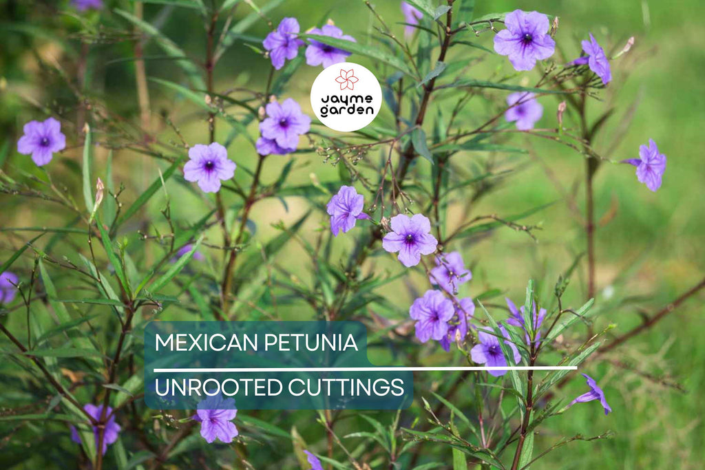 Mexican Petunia 10 Fresh Cuttings - Perennial Butterfly & Hummingbird Magnet - Easy to Grow, Hardy Plant