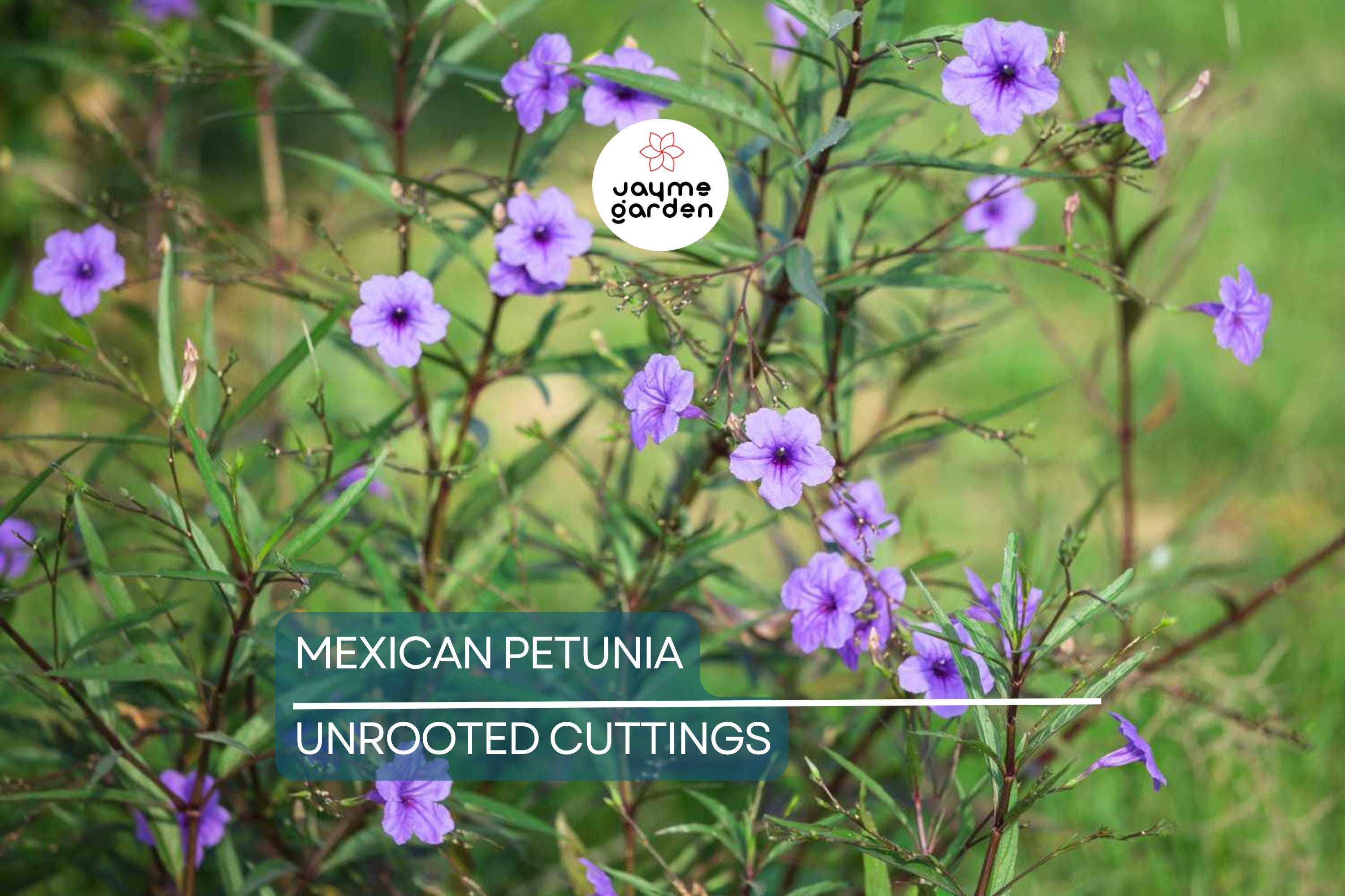 Mexican Petunia 10 Fresh Cuttings - Perennial Butterfly & Hummingbird Magnet - Easy to Grow, Hardy Plant