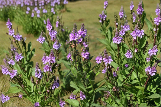 Hoary Vervain – Verbena stricta, Native Prairie Perennial | Drought Tolerant (100 Seeds)