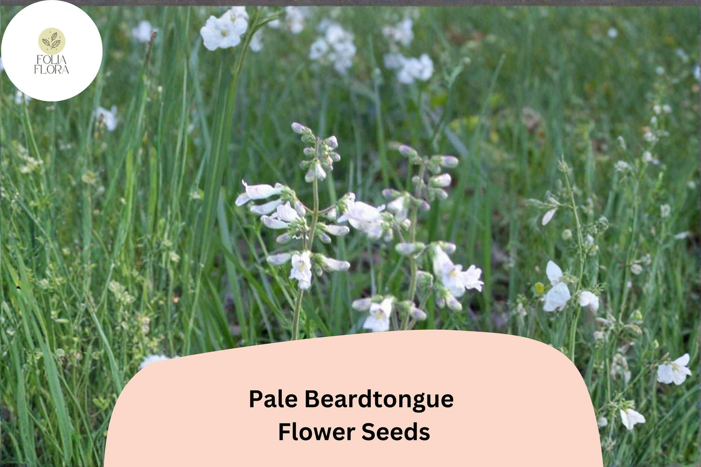 Pale Beardtongue Seeds – 100 Penstemon pallidus | Native White Wildflower | Perennial Garden Plant