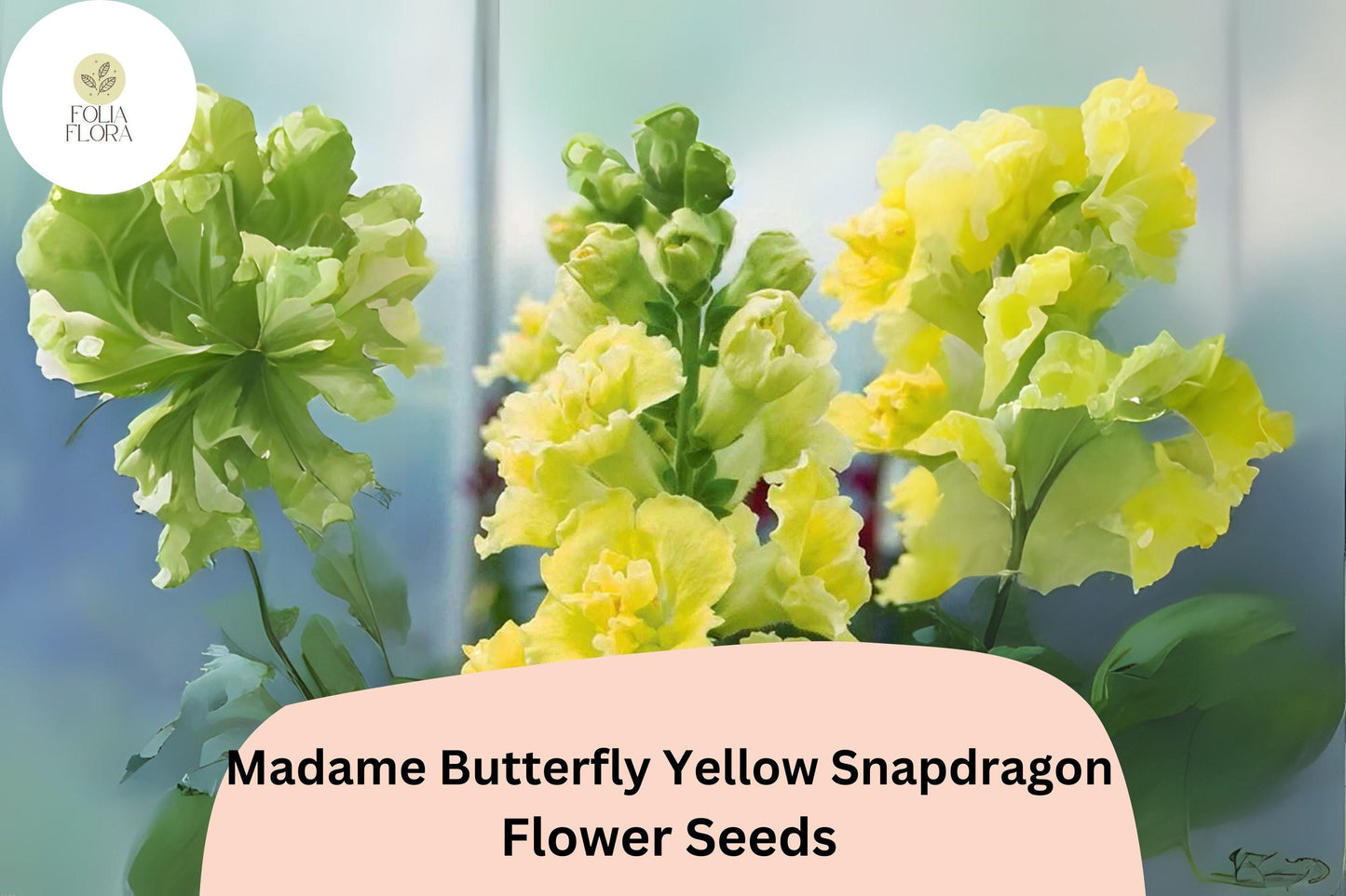 Antirrhinum majus Madame Butterfly Yellow Snapdragon Seeds – 1000+ Ruffled Blooms for Garden & Cut Flowers