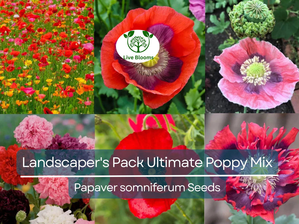 5000 Seeds Landscaper's Pack Ultimate Poppy Mix with Breadseed Papaver Non-GMO, Papaver somniferum, Colorful Garden Flowers