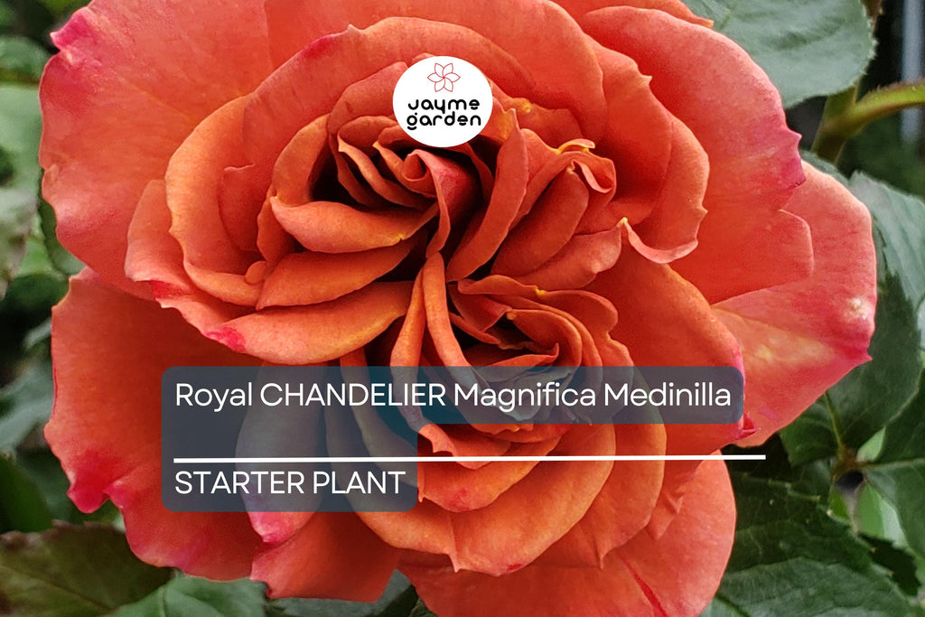 Pumpkin Patch Rose Starter Plant 6-10" Tall - Orange-Brown Blooms - Autumn Inspired, Full Sun, Rustic Garden Charm