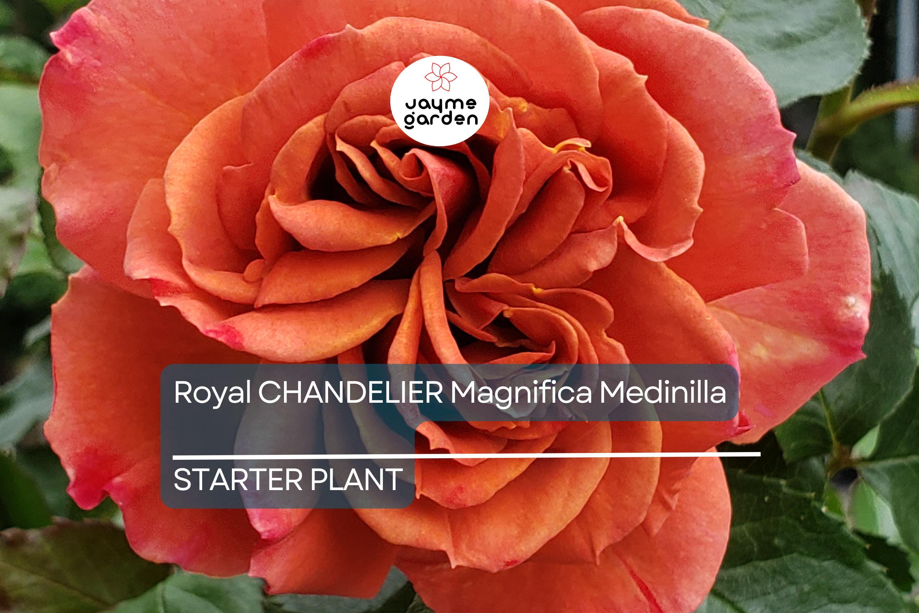 Pumpkin Patch Rose Starter Plant 6-10" Tall - Orange-Brown Blooms - Autumn Inspired, Full Sun, Rustic Garden Charm