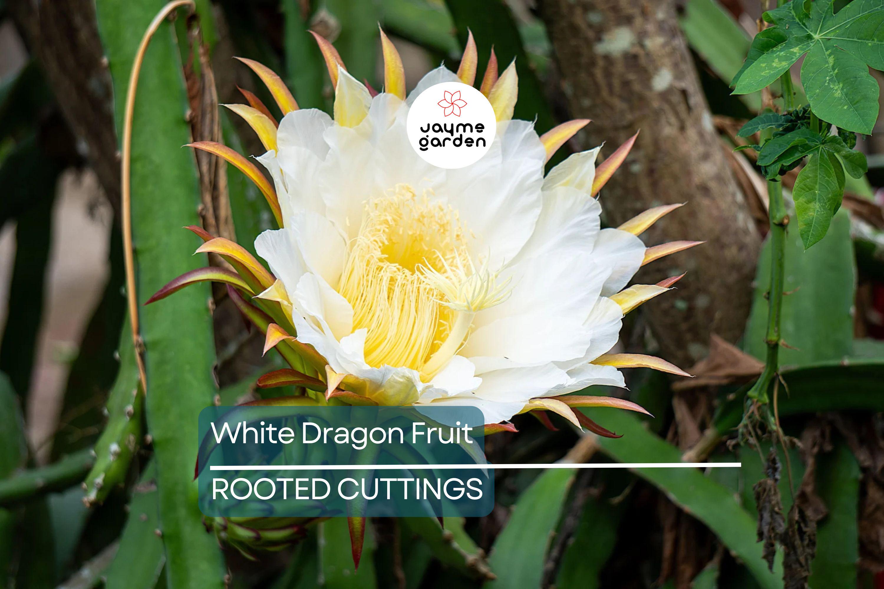 5pcs Rooted White Dragon Fruit Cuttings – Live Plant, Ready to Plant