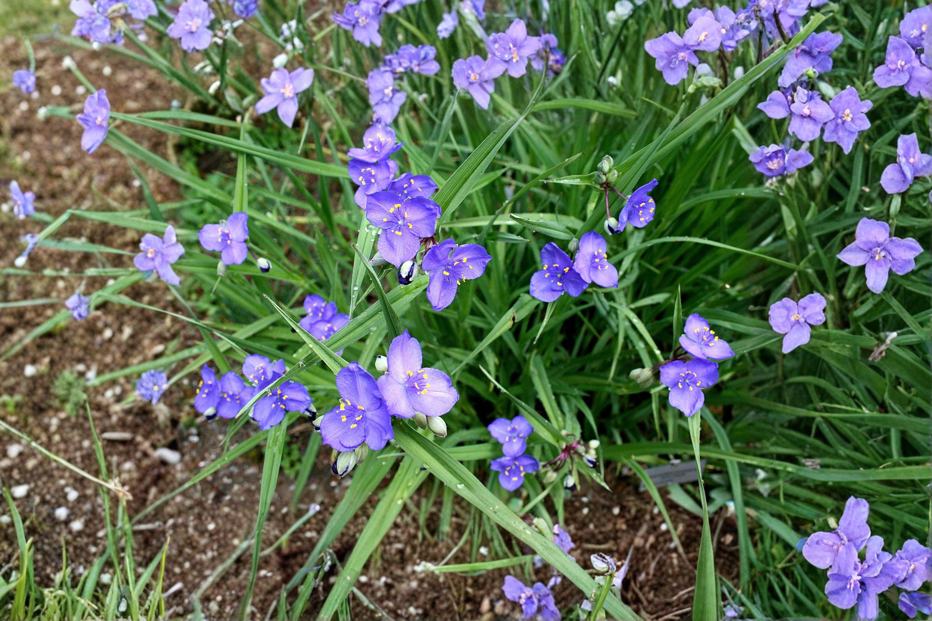 Tradescantia Occidentalis Western Spiderwort Seeds – 100 Native Perennial Prairie Wildflower | Drought-Tolerant | Pollinator-Friendly