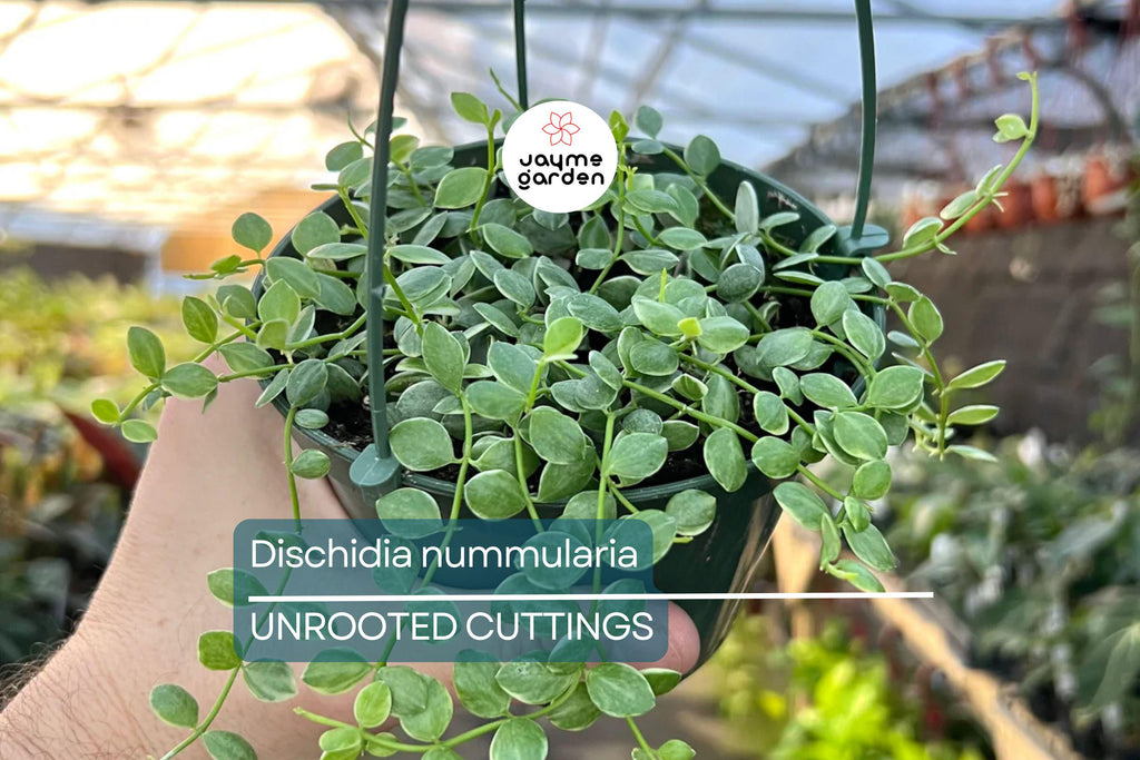 Dischidia Nummularia Cutting | Attractive Hanging Basket Plant | Easy to Grow, 1 Fresh Cutting |