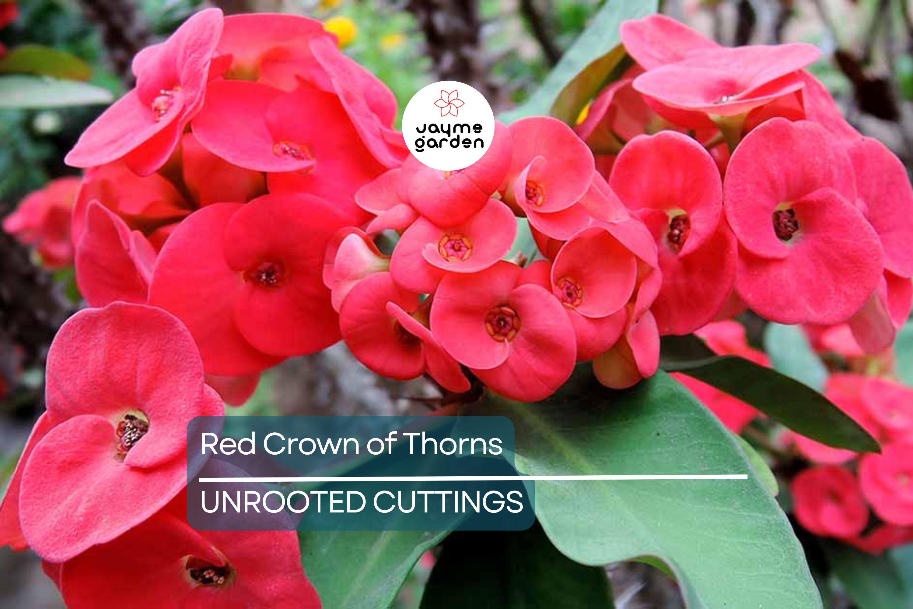 Red Crown of Thorns Cutting | Euphorbia Milii | No Roots | Easy to Grow | Drought-Tolerant | Tropical Succulent | Exotic Blooms
