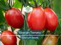 50 Siberian Tomato Seeds | Dwarf Determinate | Lycopersicon esculentum | Heirloom | Cold Hardy | Early | Non-GMO | Container Friendly