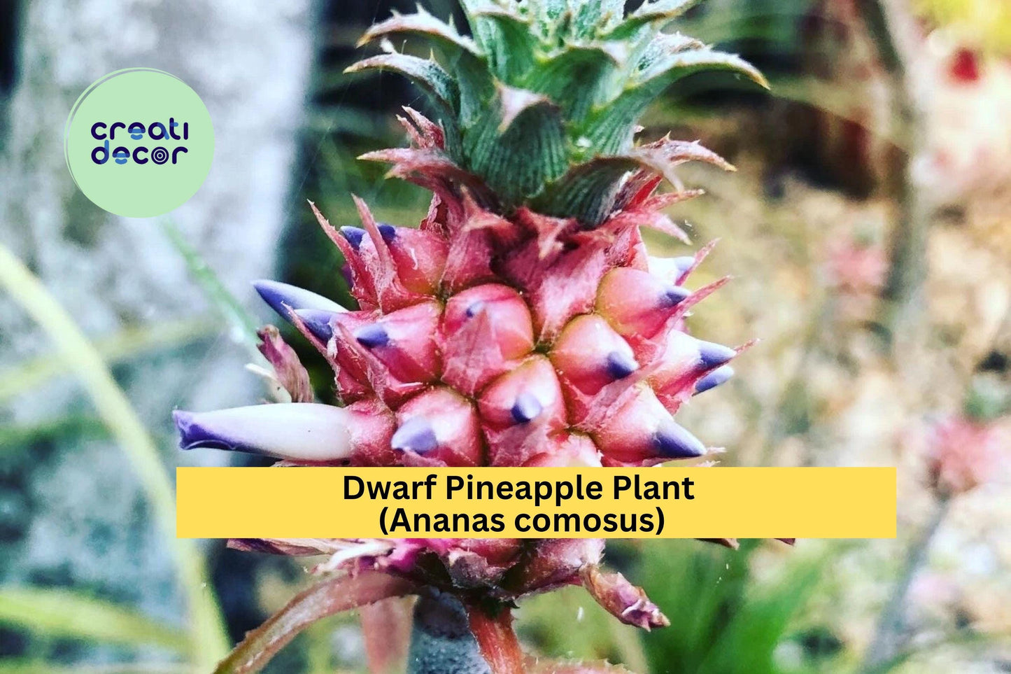 Dwarf Pineapple Plant | Live Rooted Ananas comosus Starter | Tropical Ornamental or Edible Patio Plant for Containers & Indoor Décor