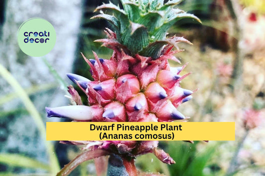 Dwarf Pineapple Plant | Live Rooted Ananas comosus Starter | Tropical Ornamental or Edible Patio Plant for Containers & Indoor Décor