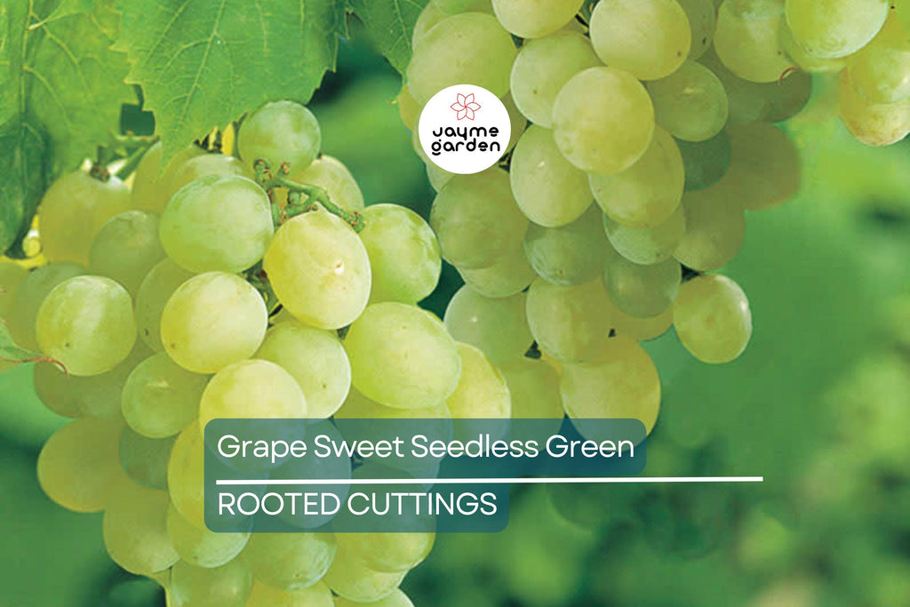 Grape Vine 18” Rooted Cutting – Sweet Seedless Green Grape Plant – Ready to Plant – Local Pickup Only