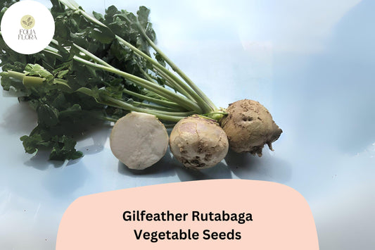 500+ Gilfeather Rutabaga Seeds – Heirloom Vermont Root Vegetable Seeds for Garden Planting