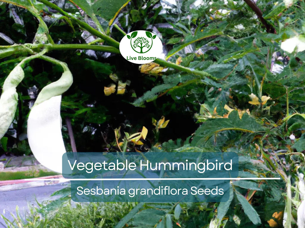 20 Vegetable Hummingbird Tree Seeds - Sesbania grandiflora, Agati Flower, Edible, Fast-Growing, Ornamental, Pollinator-Friendly, Tropical