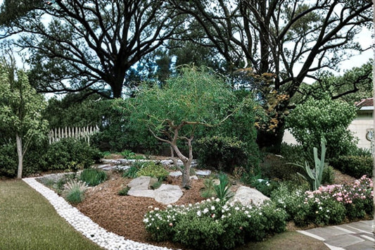 Corkscrew Willow 20 Cuttings (Salix matsudana ‘Tortuosa’) Unrooted Fast Growing Tree