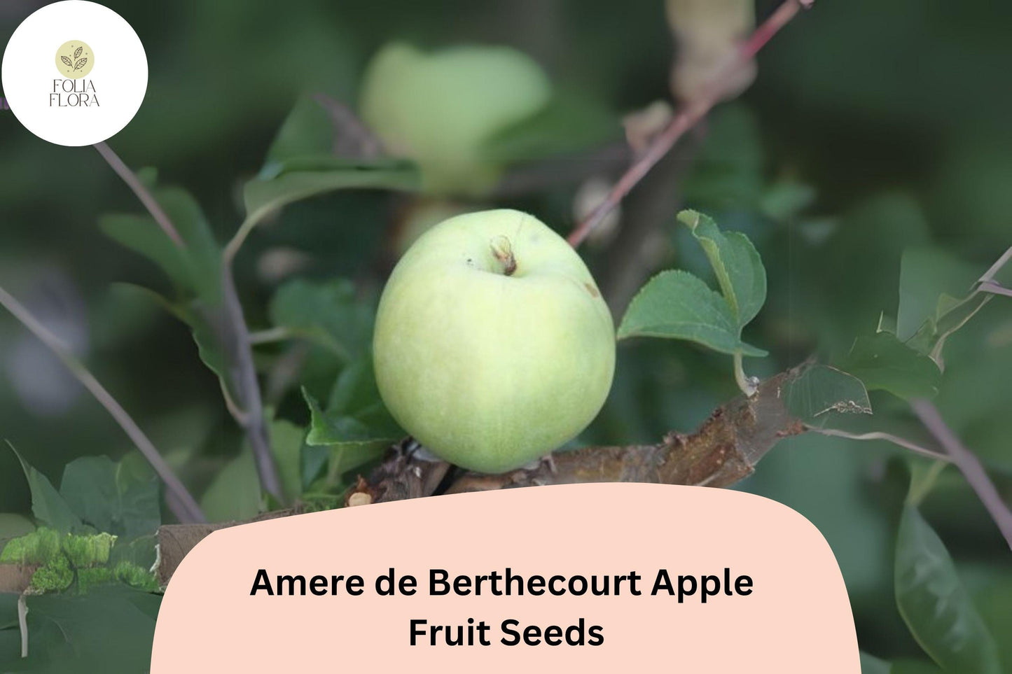 25+ Amere de Berthecourt Apple Seeds | French Heirloom | Cider Apple Variety | Malus domestica | Garden Fruit Tree Seeds