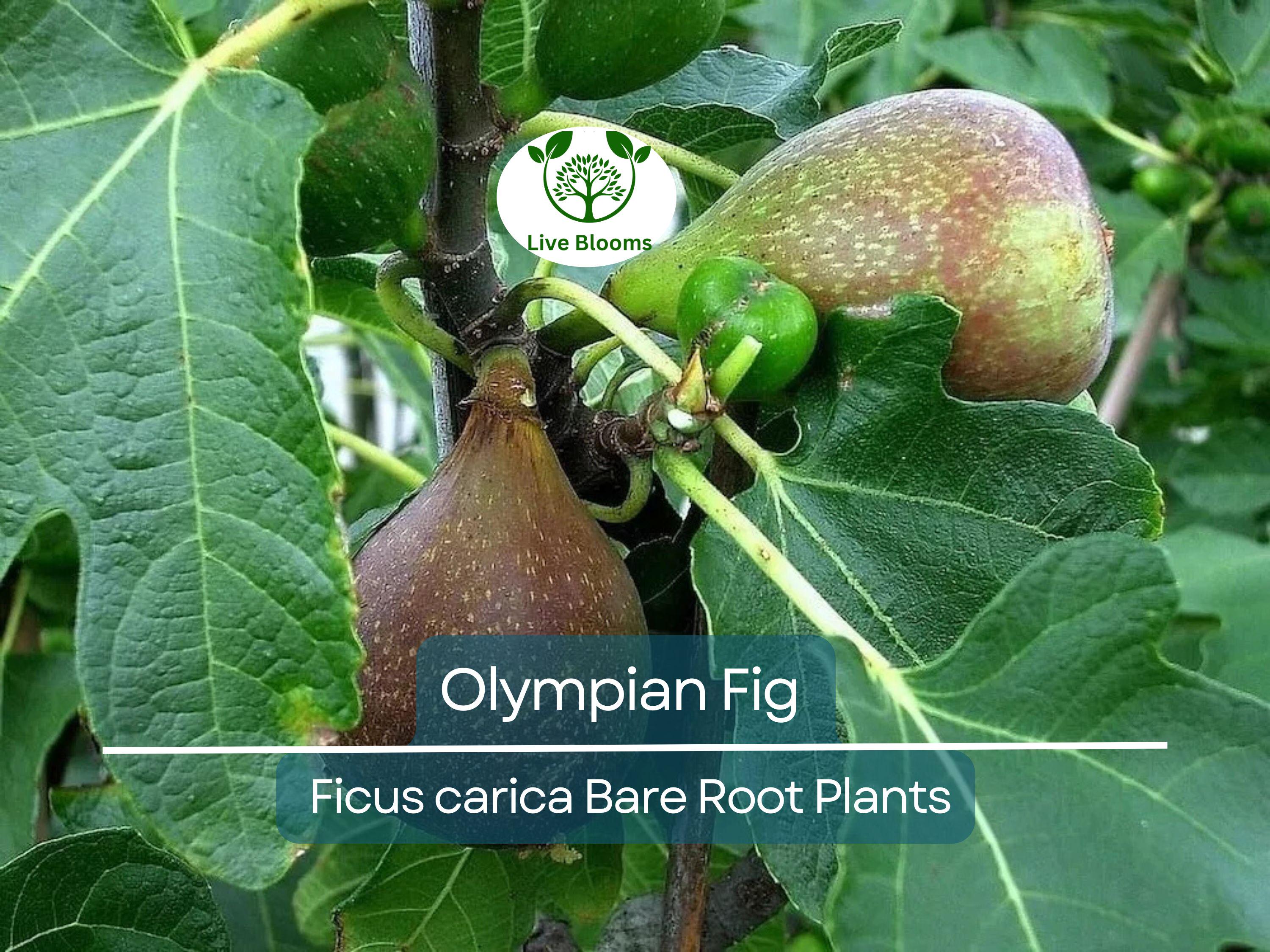 1 Olympian Fig Tree Bare Root Starter Plants - Ficus carica, Cold Hardy, Sweet Fruit, Edible Garden, Non-GMO Live Plant