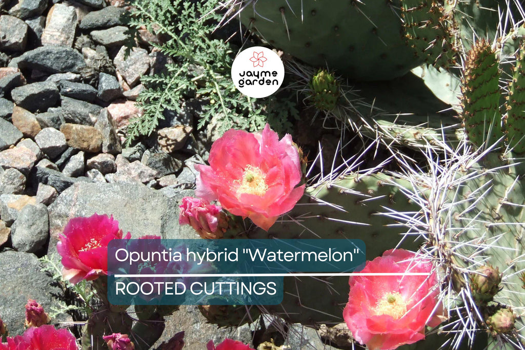 Opuntia Hybrid "Watermelon" Prickly Pear Cactus - 1 Rooted Cutting, Vibrant Pink Blooms, Winter Hardy
