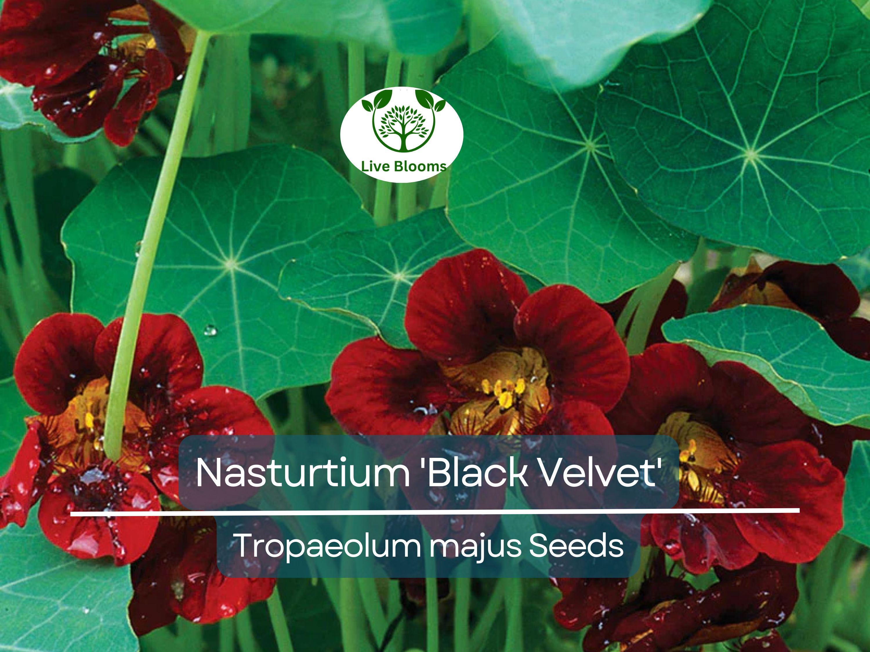 15 Nasturtium 'Black Velvet' Seeds | Heirloom Edible Flowers, Non-GMO, Beneficial Garden Plant, Unique Black Blooms, USA Grown