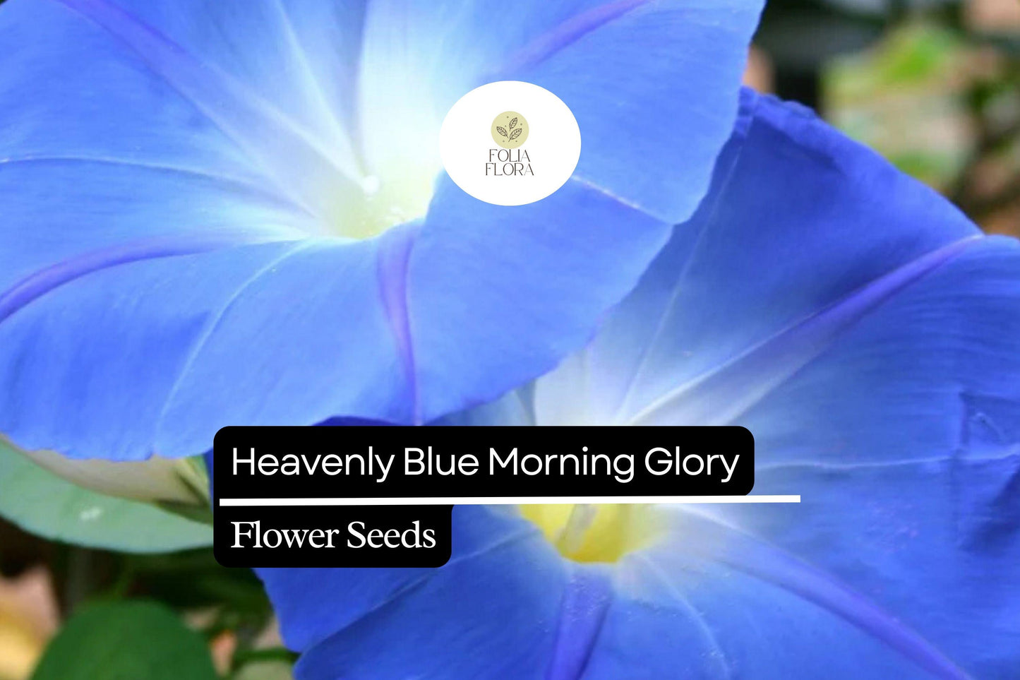 Heavenly Blue Morning Glory (Ipomoea tricolor) – Vibrant Sky Blue Climbing Vine